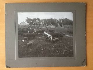 Rare Rural Agriculture Occupational: Farm Hands,  Workers And Cows At Work Photo