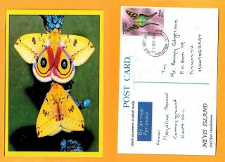 Nevis Island Postcard Butterfly Stamp Butterfly