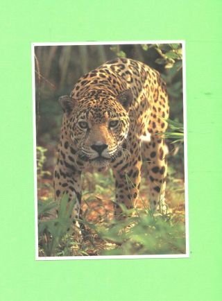 Aa Card Image Exotic Wildlife Jaguar Panthera Onca