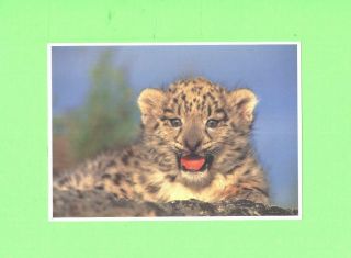 Aa Card Image Exotic Little Critters Baby Snow Leopard
