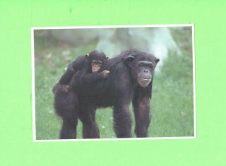 Aa Card Image Exotic Little Critters Chimpanzee (monkey)