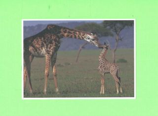 Aa Card Image Exotic Little Critters Giraffe Giraffa With Baby
