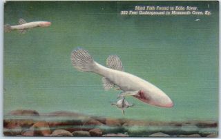 Mammoth Cave,  Kentucky Postcard " Blind Fish Found In Echo River " Linen C1940s