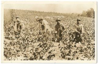 Black Americana Field Workers Picking Cotton Rppc Real Photo Postcard C.  1940 
