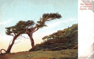 Q22 - 8410,  Cypress Tree,  The Ostrich,  California.  Antique Postcard.
