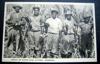 Barbados Sugar Cane Cutters