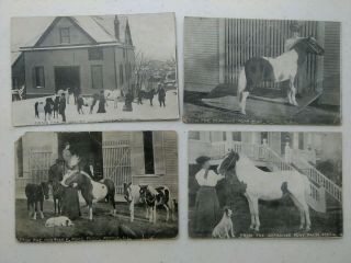 4 Old Postcards The Dorrance Pony Farm 1910 Peoria Illinois