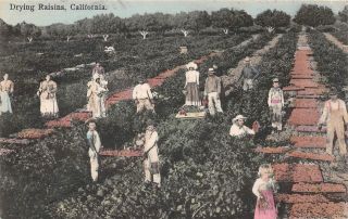 C21 - 8482,  Drying Raisins California Farming.  Postcard.