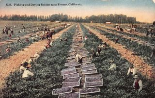 C21 - 8481,  Picking Raisins Nr Fresno California.  Postcard.