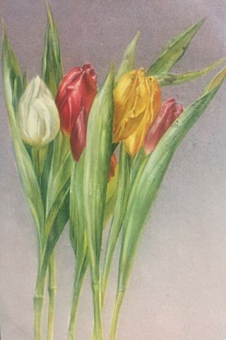 1911 Brooklyn Ny Sta.  D Postmark Tuck’s Postcard Flora Favors Pretty Flowers