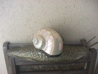 Fabulous & Unusual Brass Snail 15 " Trinket Box With Abilone Shell