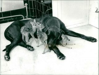 Prince The Great Dane And The Two Day Old Chinese Water Deer At The Twycross Zoo