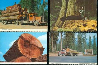 7 Postcards - Big Trees & Logging