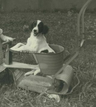 Vintage (7x9) Photograph Cute Child Pet Dog Puppy Antique Metal Stroller wz5106 3
