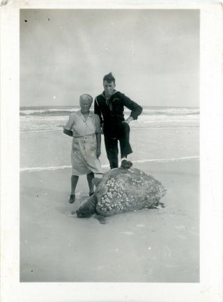 Vintage B/w Photo Of A Large Sea Turtle With Barnacles - Washed On Shore
