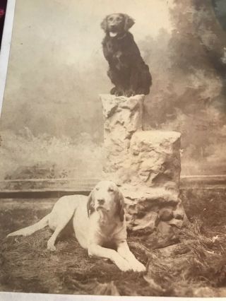 Wow Rare Antique Cabinet Photo 2 Dogs