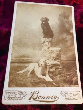 WOW RARE ANTIQUE Cabinet Photo 2 Dogs 2