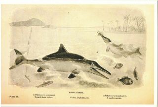 DINOSAUR Ichthyosaur Fish Ancient animals Paleontology Art Joseph Smit Postcard 2