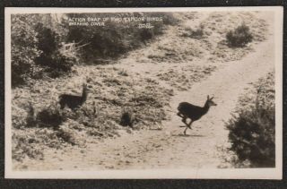 1930,  S Vowles Action Snap Of Two Exmoor Hinds Breaking Cover Real Photo Postcard