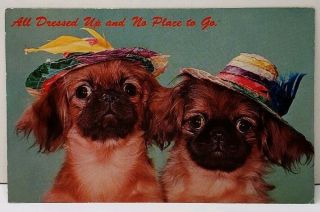 Pekingese Dogs All Dressed Up And No Place To Go Adorable Postcard E8