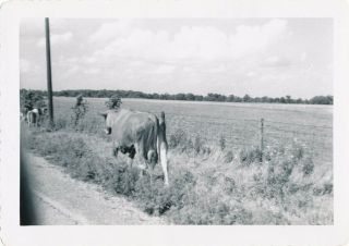 Vtg 3x5 Photo Snapshot Ohio Cows At Junction 38 & 29 1952