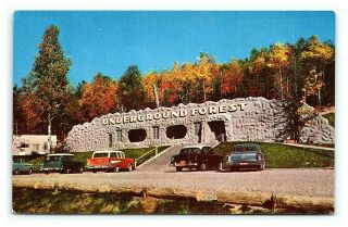 Vintage Postcard 1950s Underground Forest Highway 27 Frederic Michigan E18