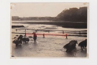 Hong Kong China Happy Valley Racecourse Flooded Vintage Photograph 1927 - 04