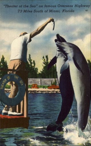 Theater Of The Sea Islamorada Florida Fl Porpoises Jumping 1940s