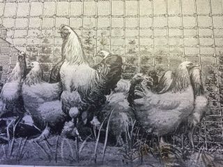 Vintage Postcard Advertising Union Fence Co.  DeKalb IL Chickens 5