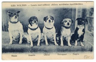 Le Wilton 5 Dogs In A Row Cute Old Photo Postcard