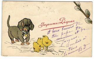 Dachshund Dackel Teckel Dog With Easter Chicks Antique Postcard 1908