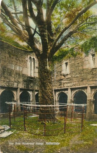 Killarney – Muckross Abbey Yew Tree – County Kerry – Ireland