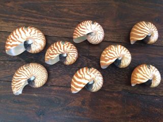 Set Of 8 Natural Nautilus Seashell And Sterling Place Card Sea Shell Holders