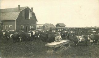 C - 1910 Farm Agriculture Beef Cattle Barn Rppc Photo Postcard 3688