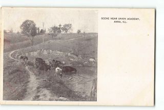 Anna Illinois Il Postcard 1907 - 1915 Scene Near Union Academy Cows