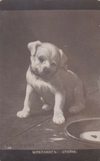 H.  Sperling Little White Puppy Dog With Fly In Bowl Old Russian Antique Postcard