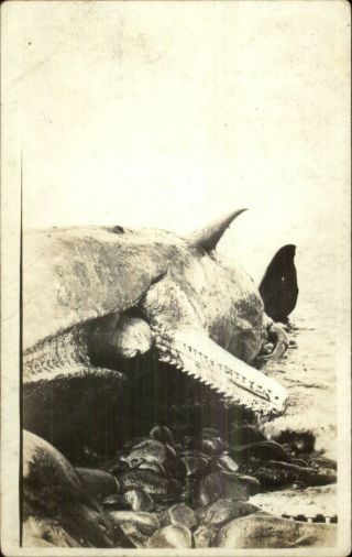 Aquaculture Whaling Dead Whale Washed Up C1920 Real Photo Postcard