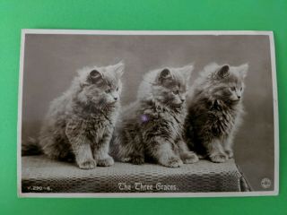 Cat Vintage Postcard.  Rppc.  3 Gray Kittens.  Table.  British Not Mailed.