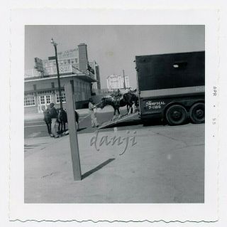 Boys By Truck With Rental Horses For Rides In Asbury Park Nj 1955 Photo