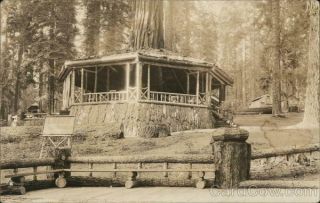 Yosemite Rppc Round Lodge " The Big Tree " Real Photo Post Card Azo Vintage