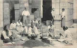 Postcard Ceylon Colombo Packing Tea