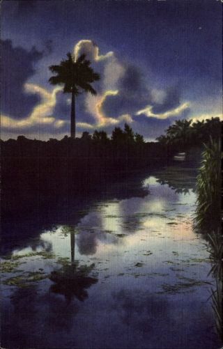 Lone Palm Tree In The Florida Everglades At Night 1940s