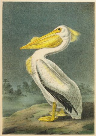 White Pelican Pelecanus Erythrorhynchos - Vintage Art Postcard J.  J.  Audubon 1987