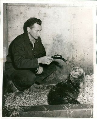 1957 Press Photo Animal Karl Kenyon Puppy Woodland Park Zoo Biologist 8x10