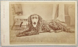 Cdv Curly Coated Retriever Dog Named Prince Antique Victorian Photo Doncaster
