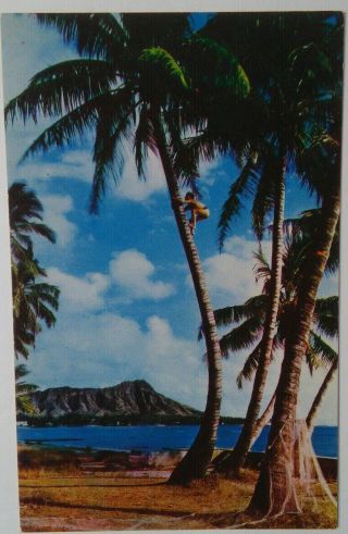 Vintage Hawaii Postcard Native Tree Climber Coconut Waikiki Beach Diamond Head