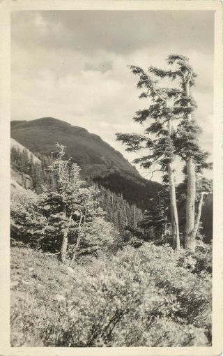 Estes Park The Outdoors Photo By F J Francis Rppc 1920s Real Photo Postcard