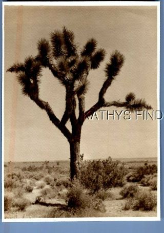Found B&w Photo N,  6792 View Of Joshua Tree In Desert