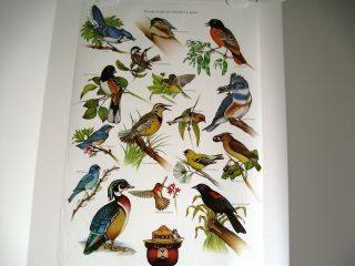 U.  S.  Forest Service Poster - Thanks To You,  We Still.  Birds 20x30 "