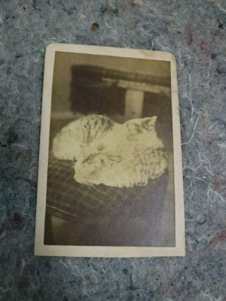 Antique Cdv Photo Of Two Cats Sleeping - H.  T.  Slaugenhaupt Of Littlestown,  Pa